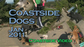 music video Link: Coastside Dogs Jan 2011